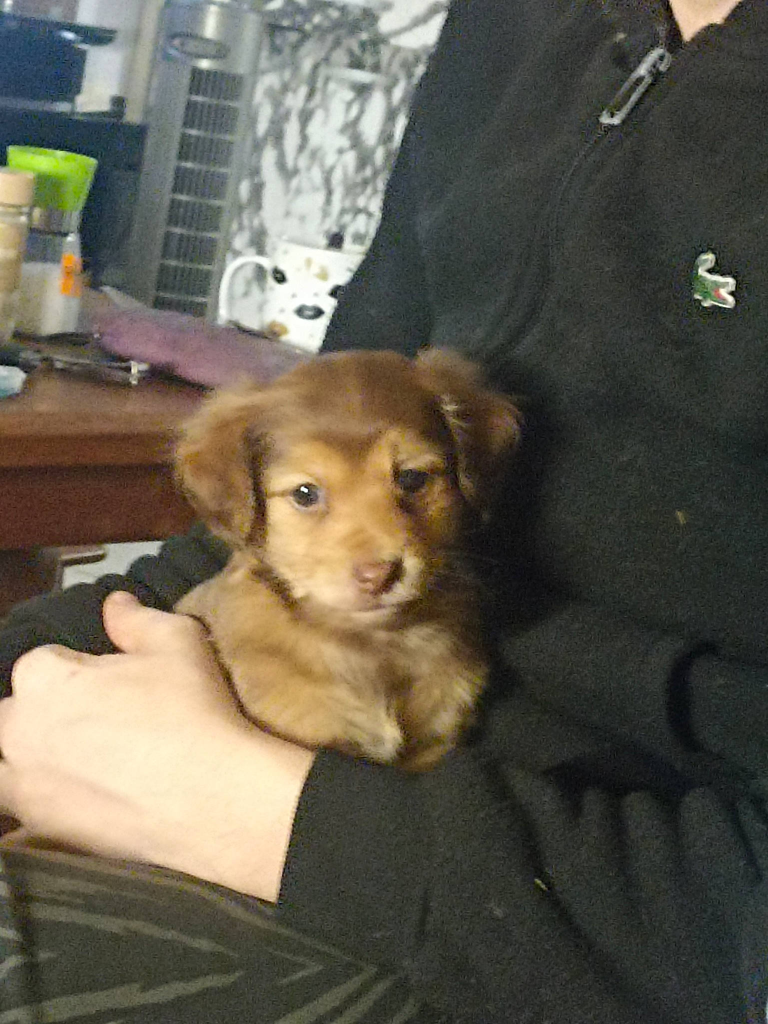 Buddy participe au concours pour gagner de l'argent avec cette photo : canidae, carnivore, companion_dog, dog, dog_breed, fur, paw, sleeve, sporting_group, table, working_animal