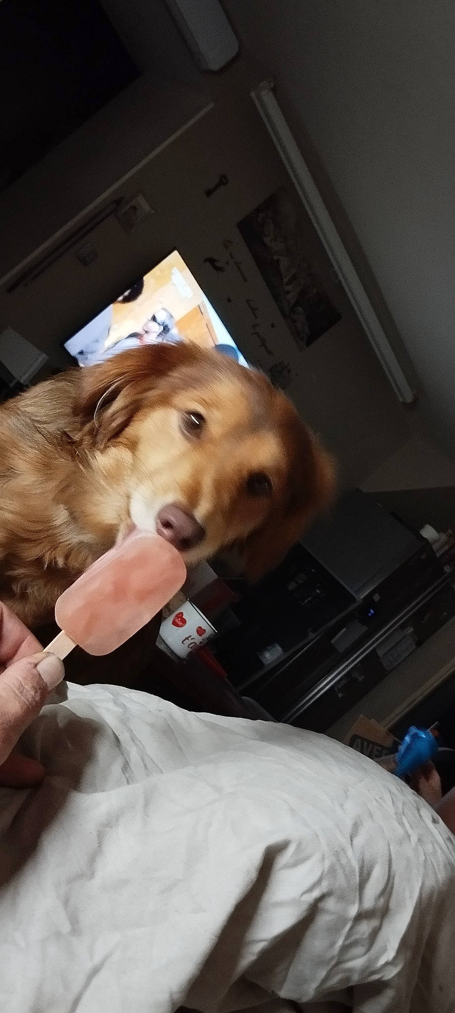 Buddy a rejoint le concours — aidez-le/la à gagner de superbes lots ! ball, canidae, carnivore, chair, comfort_food, companion_dog, dog, dog_breed, fashion_accessory, fawn, fun, fur, helmet, paw, retriever, snout, sporting_group, toy_dog, whiskers, working_animal