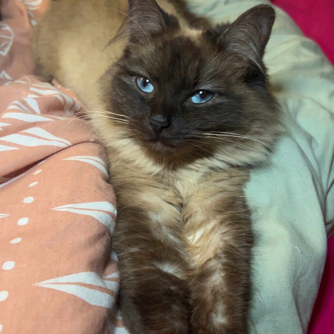 Niaks participe au concours pour gagner de l'argent avec cette photo : animal, bed, blanket, blue_eyes, cat, comfort, cozy, cute, ears, feline, fluffy_fur, fur, indoor, pet, relaxed, resting, soft, stretching, stuffed_animal, whiskers