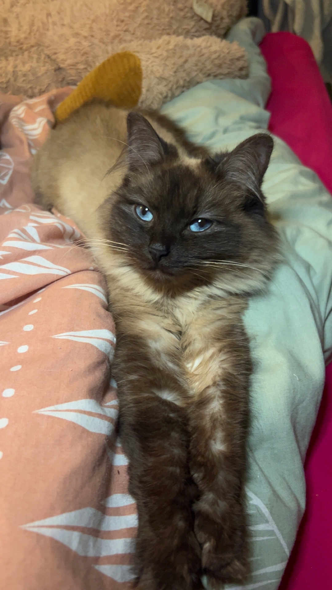 Niaks participe au concours pour gagner de l'argent avec cette photo : animal, bed, blanket, blue_eyes, cat, comfort, cozy, cute, ears, feline, fluffy_fur, fur, indoor, pet, relaxed, resting, soft, stretching, stuffed_animal, whiskers