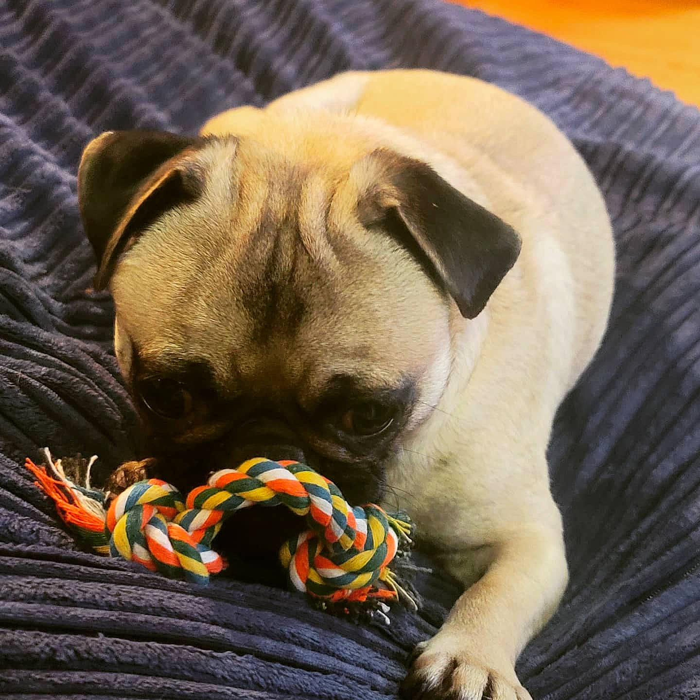 Sullivan is registered to the contest to win money with this photo: carnivore, collar, comfort, companion_dog, dog, dog_breed, dog_collar, dog_supply, fawn, fur, leash, linens, paw, pet_supply, snout, sporting_group, terrestrial_animal, whiskers, working_animal, wrinkle