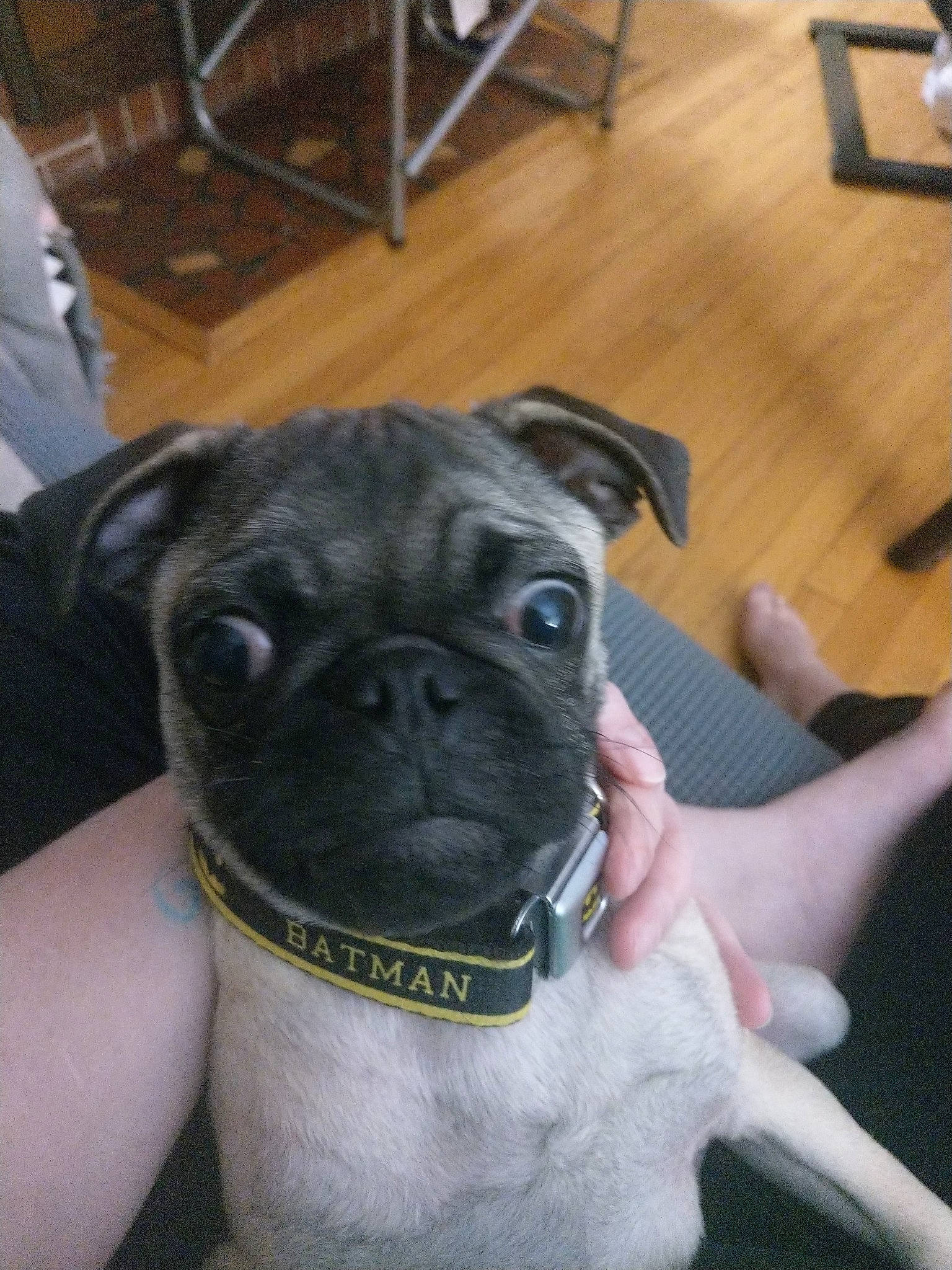 Sullivan joined the competition — help win amazing prizes! canidae, carnivore, chair, collar, companion_dog, dog, dog_breed, dog_collar, fawn, flooring, hardwood, pug, snout, sporting_group, toy_dog, whiskers, wood, wood_flooring, working_animal, wrinkle