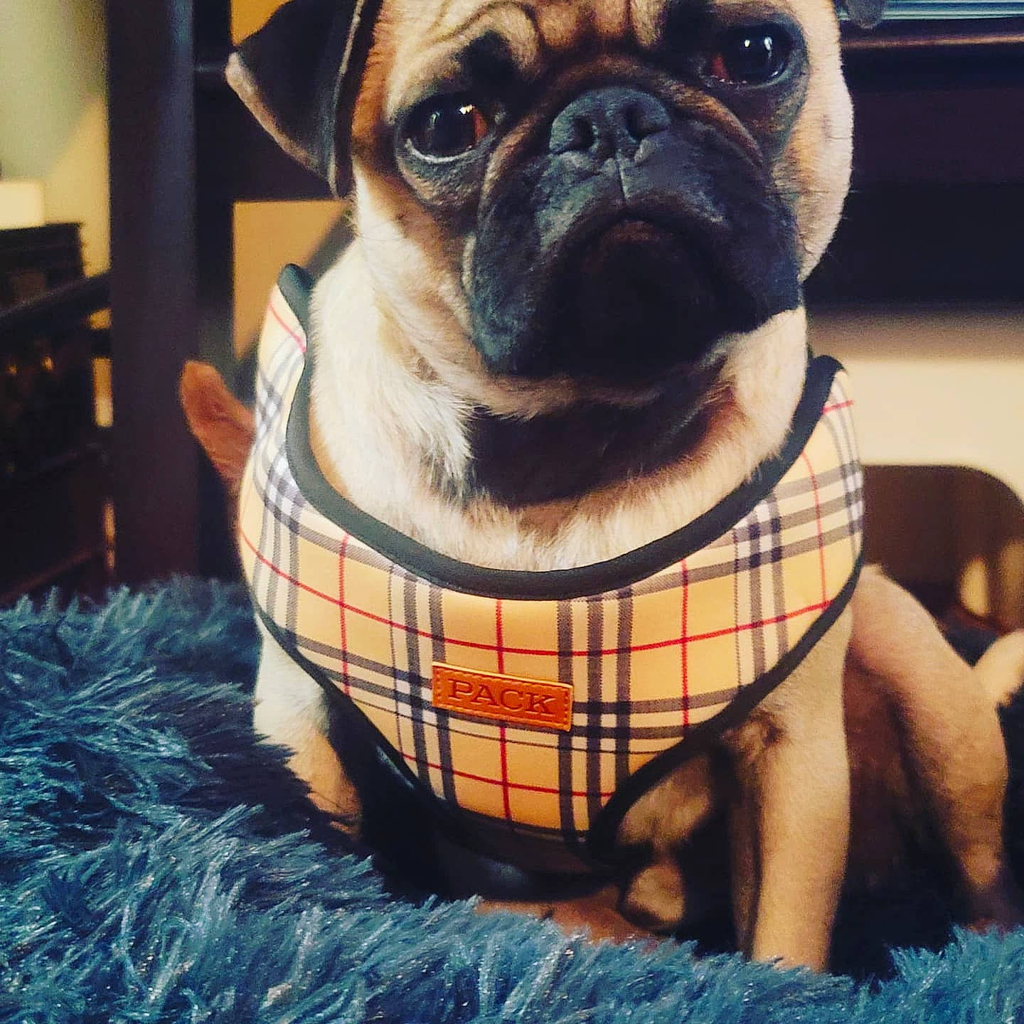 Sullivan joined the competition — help win amazing prizes! blue, canidae, carnivore, collar, companion_dog, dog, dog_breed, dog_clothes, dog_collar, dog_supply, fawn, pet_supply, pug, snout, sporting_group, tartan, toy_dog, whiskers, working_animal, wrinkle