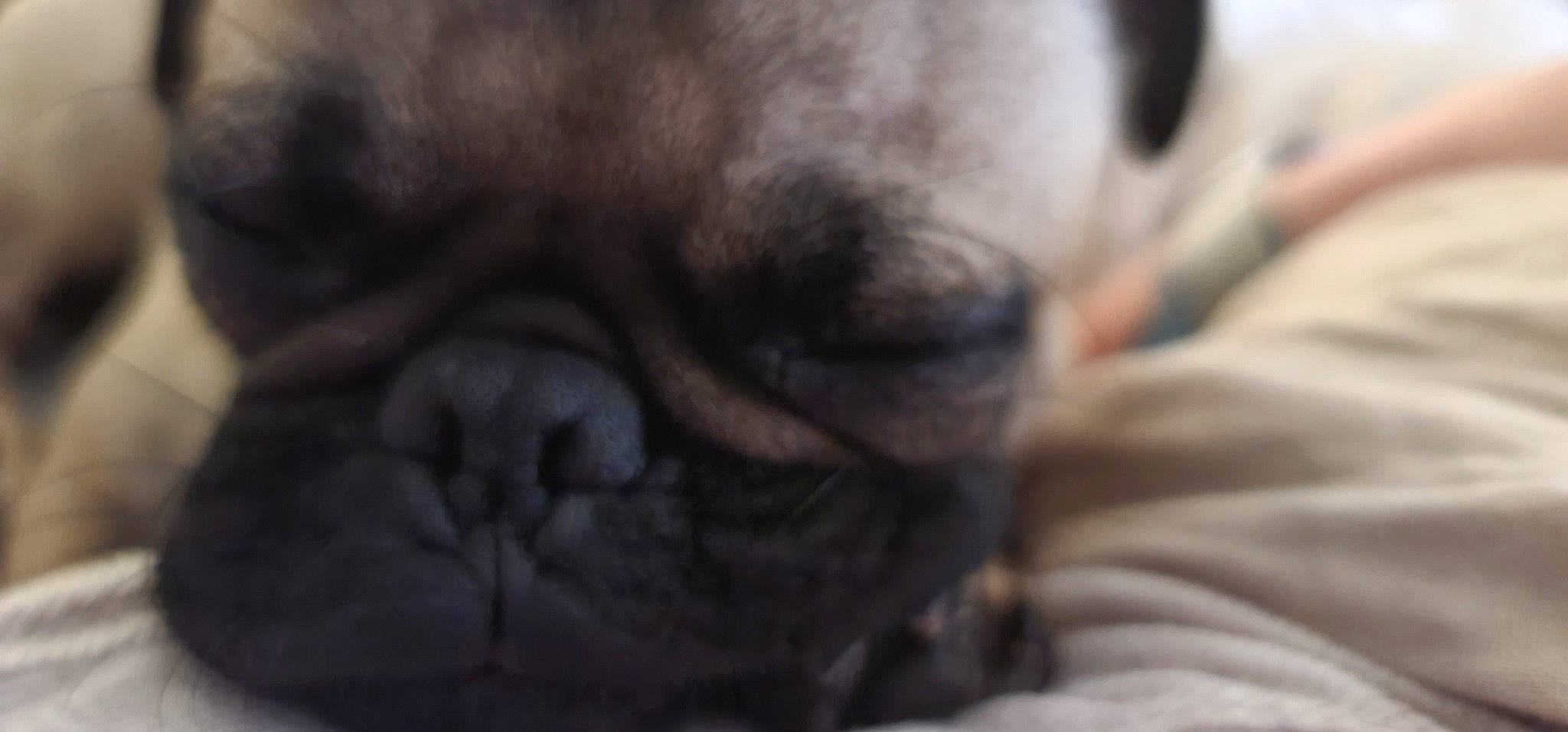 Sullivan is registered to the contest to win money with this photo: bored, canidae, carnivore, comfort, companion_dog, dog, dog_breed, fawn, felidae, flesh, fur, nap, non_sporting_group, pug, snout, sporting_group, terrestrial_animal, toy_dog, whiskers, wrinkle