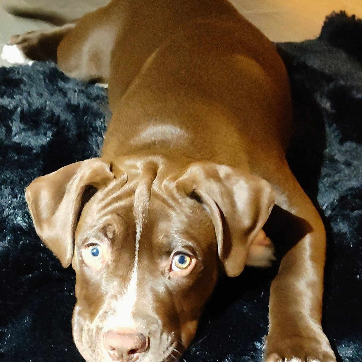 Milo is registered to the contest to win money with this photo: animal, black_rug, brown, canine, cute, dog, ears, eyes, fur, indoor, laying, lying_down, mammal, nose, paws, pet, portrait, puppy, resting, young