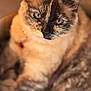 Princesse participe au concours pour gagner de l'argent avec cette photo : cat, tortoiseshell, blue_eyes, close_up, pet, animal, feline, fur, whiskers, portrait, indoor, soft_light, warm_tones, blurred_background, cute, domestic_cat, mammal, looking, face, ears