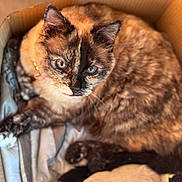 Princesse a rejoint le concours — aidez-le/la à gagner de superbes lots ! cat, tortoiseshell, blue_eyes, cardboard_box, blanket, plush_toy, panda, pet, feline, fur, indoor, cozy, resting, curious, closeup, animal, cute, soft, domestic, comfortable