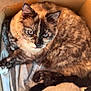 cat, tortoiseshell, blue_eyes, cardboard_box, blanket, plush_toy, panda, pet, feline, fur, indoor, cozy, resting, curious, closeup, animal, cute, soft, domestic, comfortable