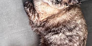 Princesse a rejoint le concours — aidez-le/la à gagner de superbes lots ! cat, feline, pet, animal, fur, tabby, relaxed, indoor, floor, tile, cute, whiskers, ears, paw, mammal, domestic_animal, laying, looking_up, close_up, soft