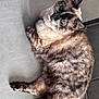 cat, feline, pet, animal, fur, tabby, relaxed, indoor, floor, tile, cute, whiskers, ears, paw, mammal, domestic_animal, laying, looking_up, close_up, soft