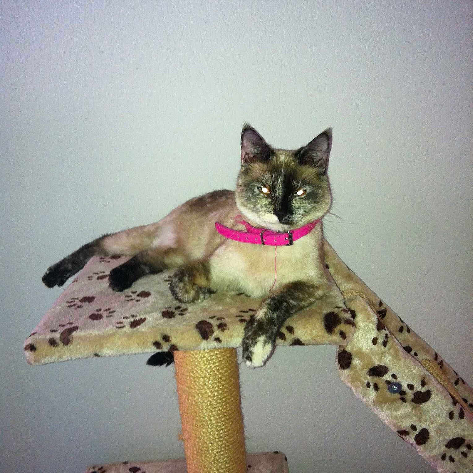 Princesse participe au concours pour gagner de l'argent avec cette photo :