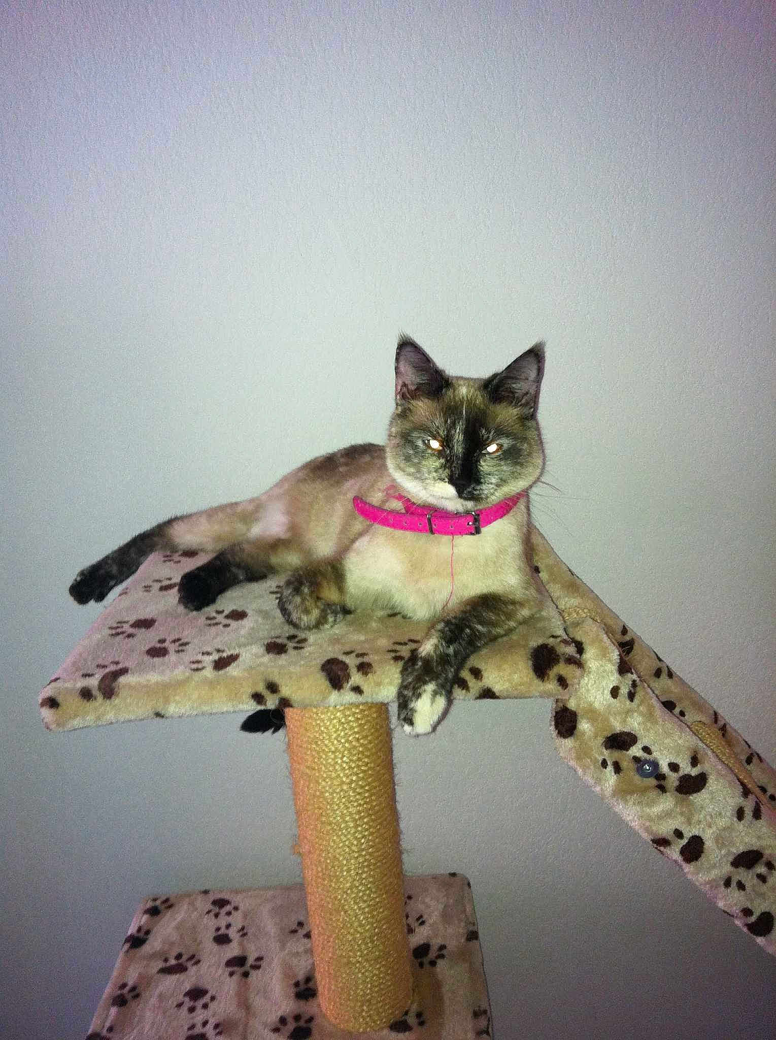 Princesse participe au concours pour gagner de l'argent avec cette photo :