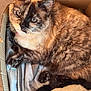 Princesse participe au concours pour gagner de l'argent avec cette photo : cat, tortoiseshell, feline, box, cardboard, fur, pet, indoor, cozy, resting, curious, whiskers, tail, paw, fabric, soft, animal, cute, mammal, domestic
