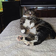 Gizmo is registered to the contest to win money with this photo: cat, tabby, indoor, blanket, feline, pet, relaxed, fluffy, white, paw, television, cabinet, home, fur, animal, resting, cute, cozy, looking, lying_down