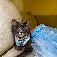 Snouts M joined the competition — help win amazing prizes! cat, gray_cat, couch, blue_dress, lace, pearl_necklace, jewelry, floral_pattern, indoor, feline, pet, fur, animal, relaxed, sofa, portrait, costume, accessory, paw, home