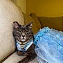 cat, gray_cat, couch, blue_dress, lace, pearl_necklace, jewelry, floral_pattern, indoor, feline, pet, fur, animal, relaxed, sofa, portrait, costume, accessory, paw, home