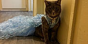 Snouts M is registered to the contest to win money with this photo: cat, pet, dress, blue_dress, pearl_necklace, floor, wooden_floor, indoor, animal, feline, costume, portrait, looking_at_camera, wall, brown_cat, domestic_cat, sitting, elegant, cute, adorable
