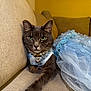 Snouts M is registered to the contest to win money with this photo: cat, gray_cat, pet, feline, couch, furniture, dress, blue_dress, lace, pearls, necklace, indoor, cozy, relaxed, animal, portrait, close_up, cute, decor, yellow_wall