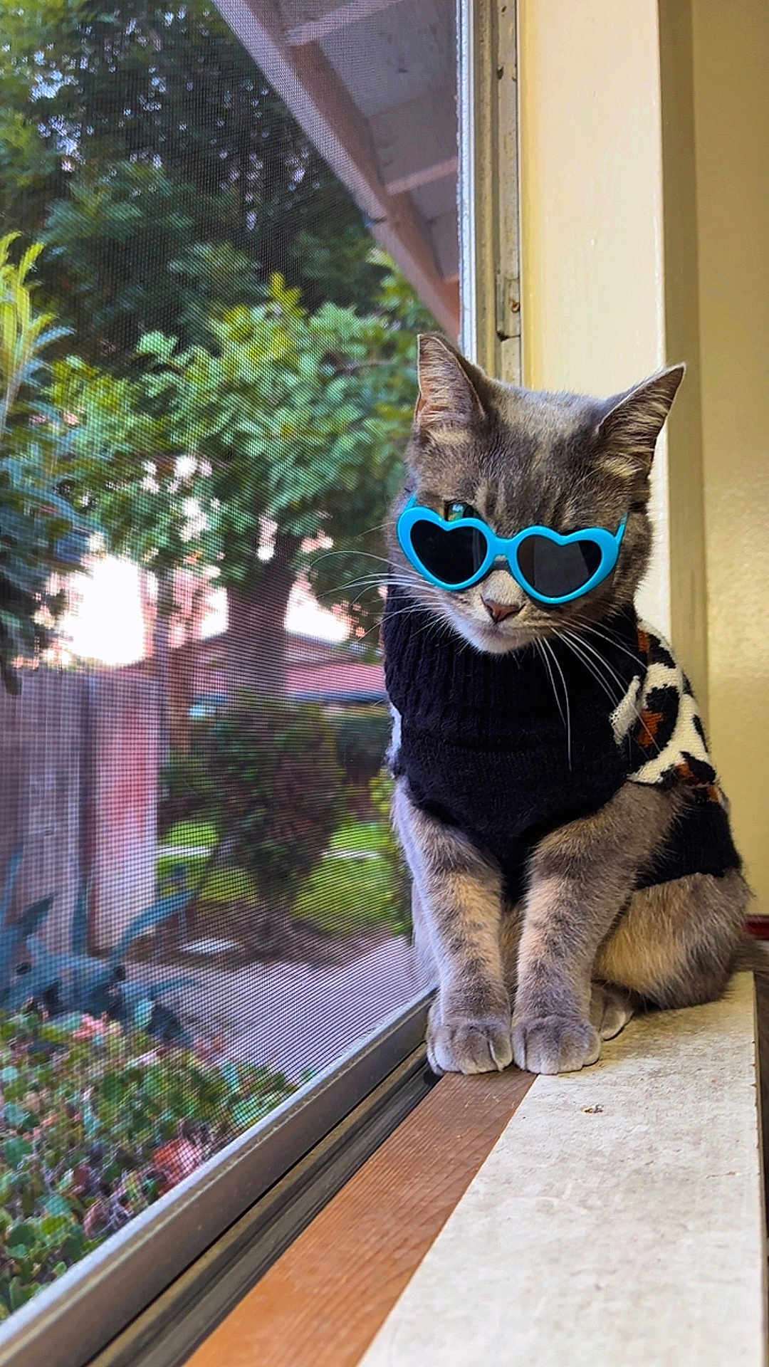 Snouts M is registered to the contest to win money with this photo: cat, sunglasses, heart_shaped, window, windowsill, sweater, leopard_print, gray_cat, pet, indoor, cute, fashion, animal, feline, cozy, looking_down, daylight, plant, screen, home