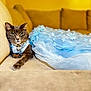 Snouts M is registered to the contest to win money with this photo: cat, gray_cat, couch, blue_dress, pearl_necklace, heart_pendant, floral_pattern, feline, pet, indoor, relaxed, laying_down, yellow_background, fabric, portrait, animal, domestic_cat, fur, whiskers, cute