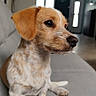 dog, puppy, pet, animal, sitting, sofa, indoors, portrait, profile, brown_and_white, short_hair, floppy_ears, black_nose, dark_eyes, living_room, home, furniture, social_media, screenshot, cute