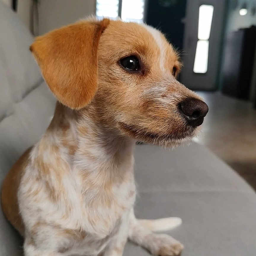 Willow a rejoint le concours — aidez-le/la à gagner de superbes lots ! dog, puppy, pet, animal, sitting, sofa, indoors, portrait, profile, brown_and_white, short_hair, floppy_ears, black_nose, dark_eyes, living_room, home, furniture, social_media, screenshot, cute
