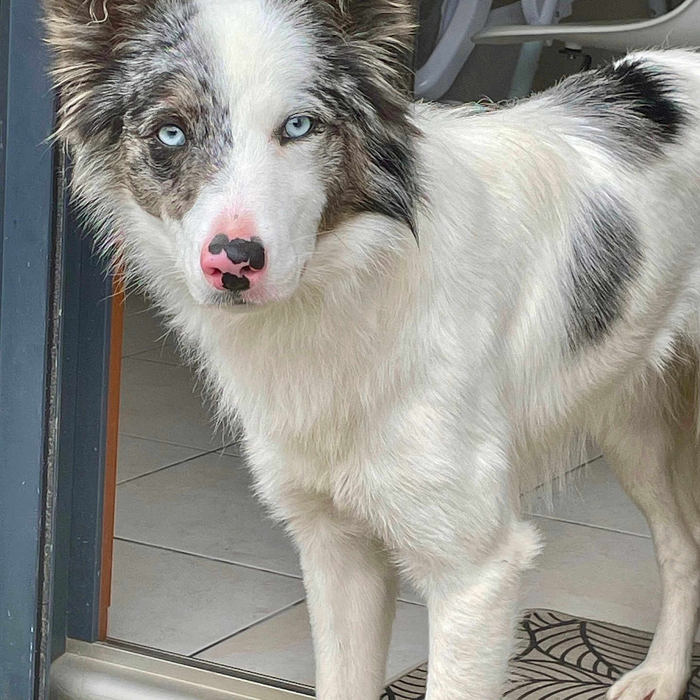 Naya a rejoint le concours — aidez-le/la à gagner de superbes lots ! animal, canine, collie, dog, door, eskimodog, husky, pet, puppy, snout, whitedog, window