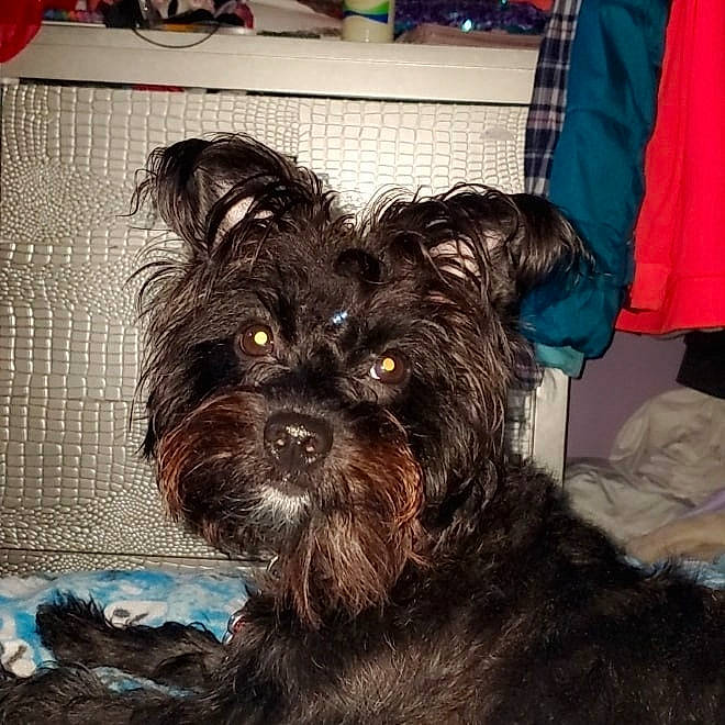 Mocha is registered to the contest to win money with this photo: bag, biewer_terrier, canidae, carnivore, companion_dog, dog, dog_breed, dog_supply, fur, luggage_and_bags, maltepoo, puppy_love, small_terrier, snout, sporting_group, terrestrial_animal, terrier, toy_dog, working_animal, yorkipoo