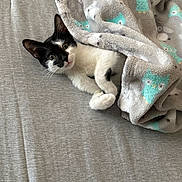 Biscuit joined the competition — help win amazing prizes! cat, kitten, blanket, gray, black_and_white, animal, pet, cute, cozy, soft, fabric, owl_pattern, bed, resting, young_animal, indoor, fur, whiskers, playful, curious
