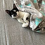 cat, kitten, blanket, gray, black_and_white, animal, pet, cute, cozy, soft, fabric, owl_pattern, bed, resting, young_animal, indoor, fur, whiskers, playful, curious
