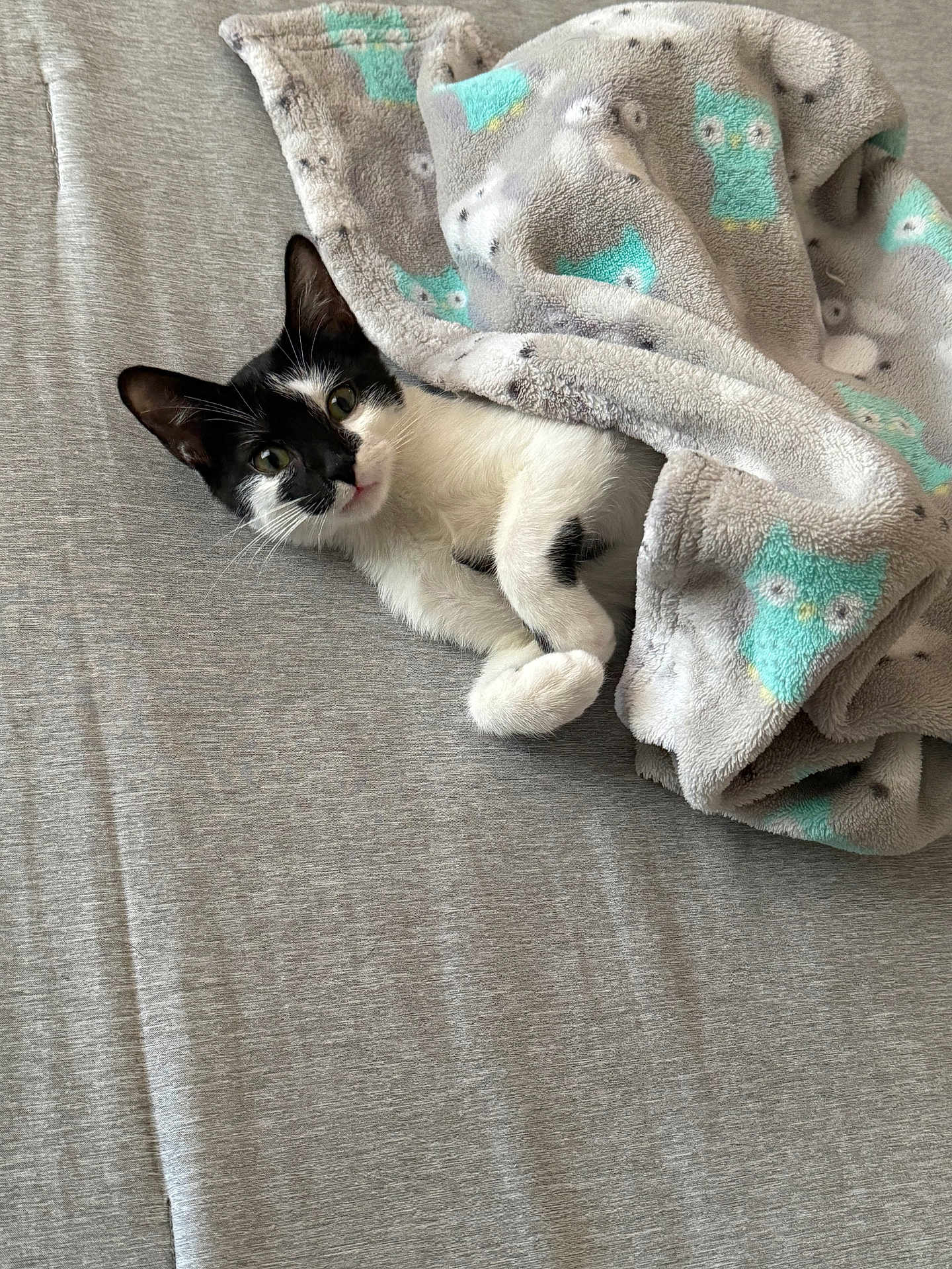 Biscuit