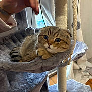 Chip joined the competition — help win amazing prizes! kitten, cat, cat_tree, cat_hammock, plush, toy, hand, indoor, window, curious, feline, pet, scratching_post, rope, gray, fur, animal, cute, relaxed, home