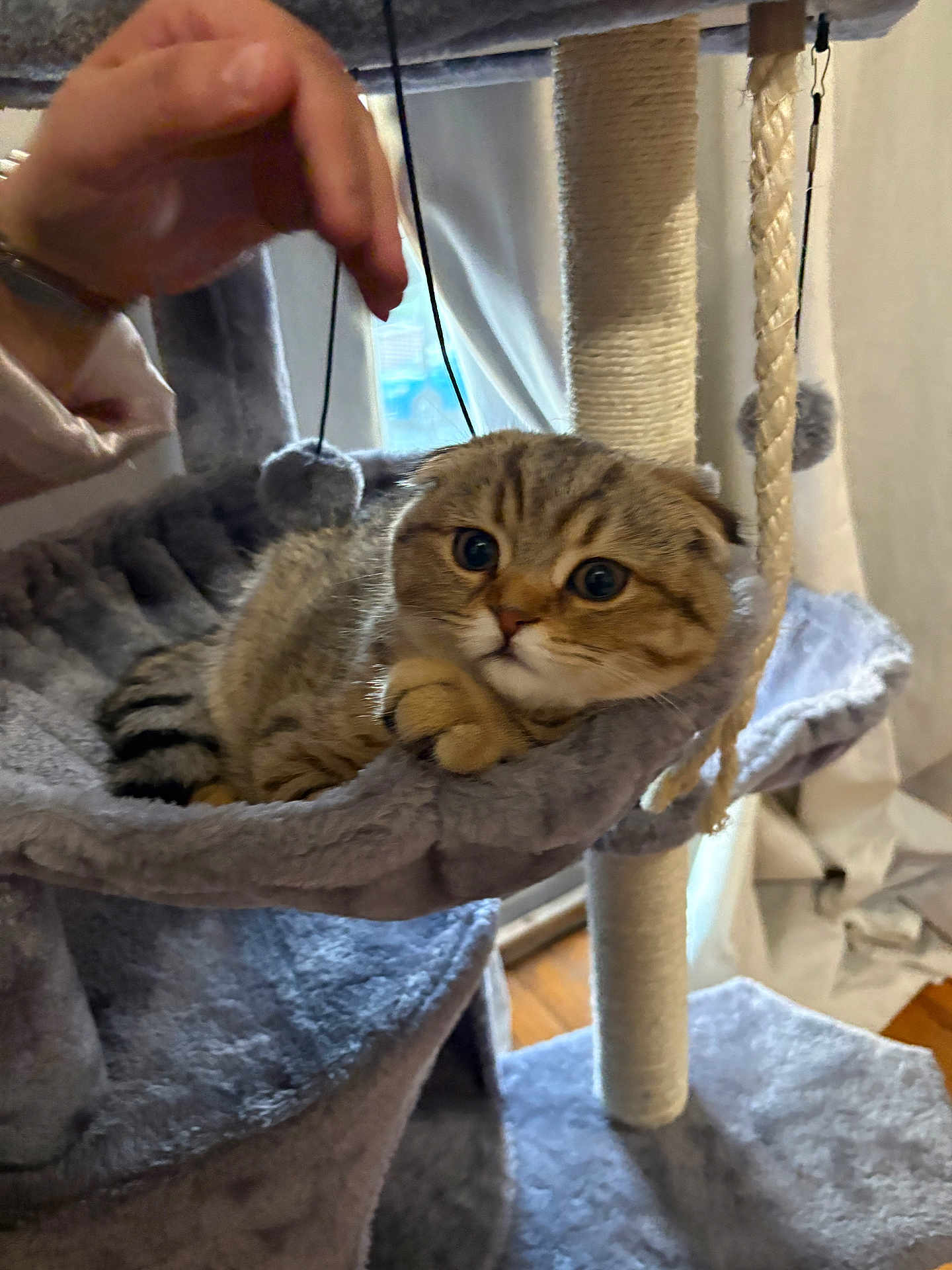 Chip joined the competition — help win amazing prizes! kitten, cat, cat_tree, cat_hammock, plush, toy, hand, indoor, window, curious, feline, pet, scratching_post, rope, gray, fur, animal, cute, relaxed, home