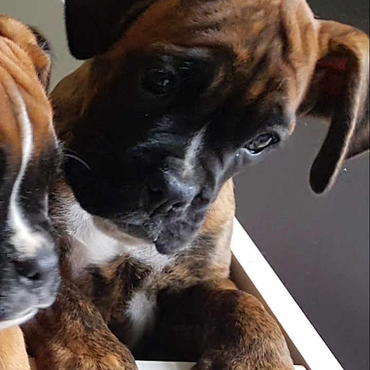 Olaf a rejoint le concours — aidez-le/la à gagner de superbes lots ! animal, boxer, bulldog, canine, cat, dog, electronics, frenchbulldog, hardware, hound, indoors, interiordesign, pet, pingpong, pingpongpaddle, pitbull, puppy, racket, snout, sport