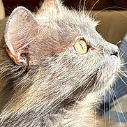 Fuzzy is registered to the contest to win money with this photo: cat, close_up, couch, curious, domestic_animal, ear, feline, fur_texture, golden_eye, gray_fur, indoor, long_whiskers, macro, nose, pet, portrait, profile, relaxed, soft_lighting, whiskers