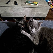 Dexter is registered to the contest to win money with this photo: animal, blanket, cat, close_up, companionship, cozy, curious, domestic_animal, embrace, feline, furniture, gray_cat, indoor, living_room, pets, remote_control, resting, tabby_cat, table, toy