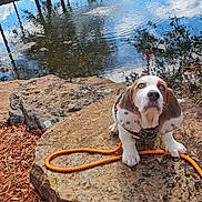 Boone is registered to the contest to win money with this photo: dog, puppy, basset_hound, blue_eyes, leash, orange_leash, rock, pond, water, reflection, trees, pine_needles, nature, outdoors, cute, sitting, harness, paws, curious_expression, portrait