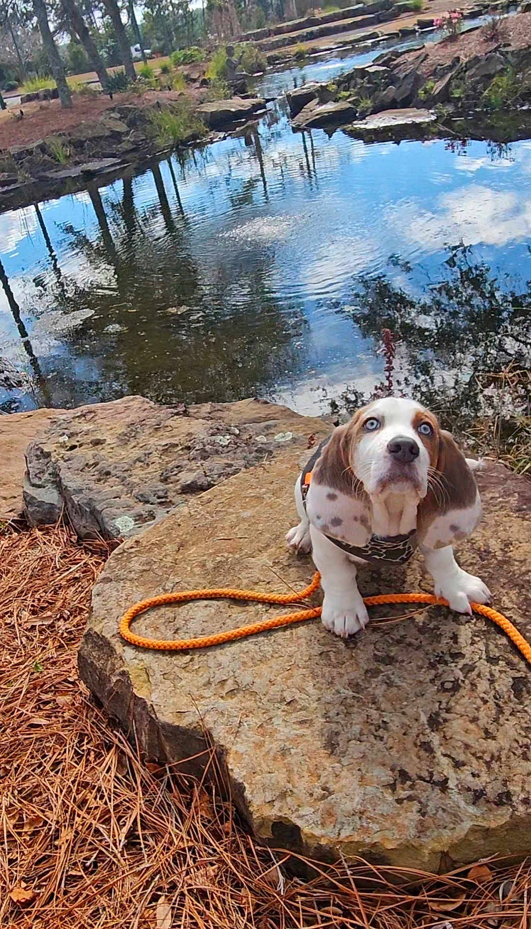 Boone is registered to the contest to win money with this photo: dog, puppy, basset_hound, blue_eyes, leash, orange_leash, rock, pond, water, reflection, trees, pine_needles, nature, outdoors, cute, sitting, harness, paws, curious_expression, portrait