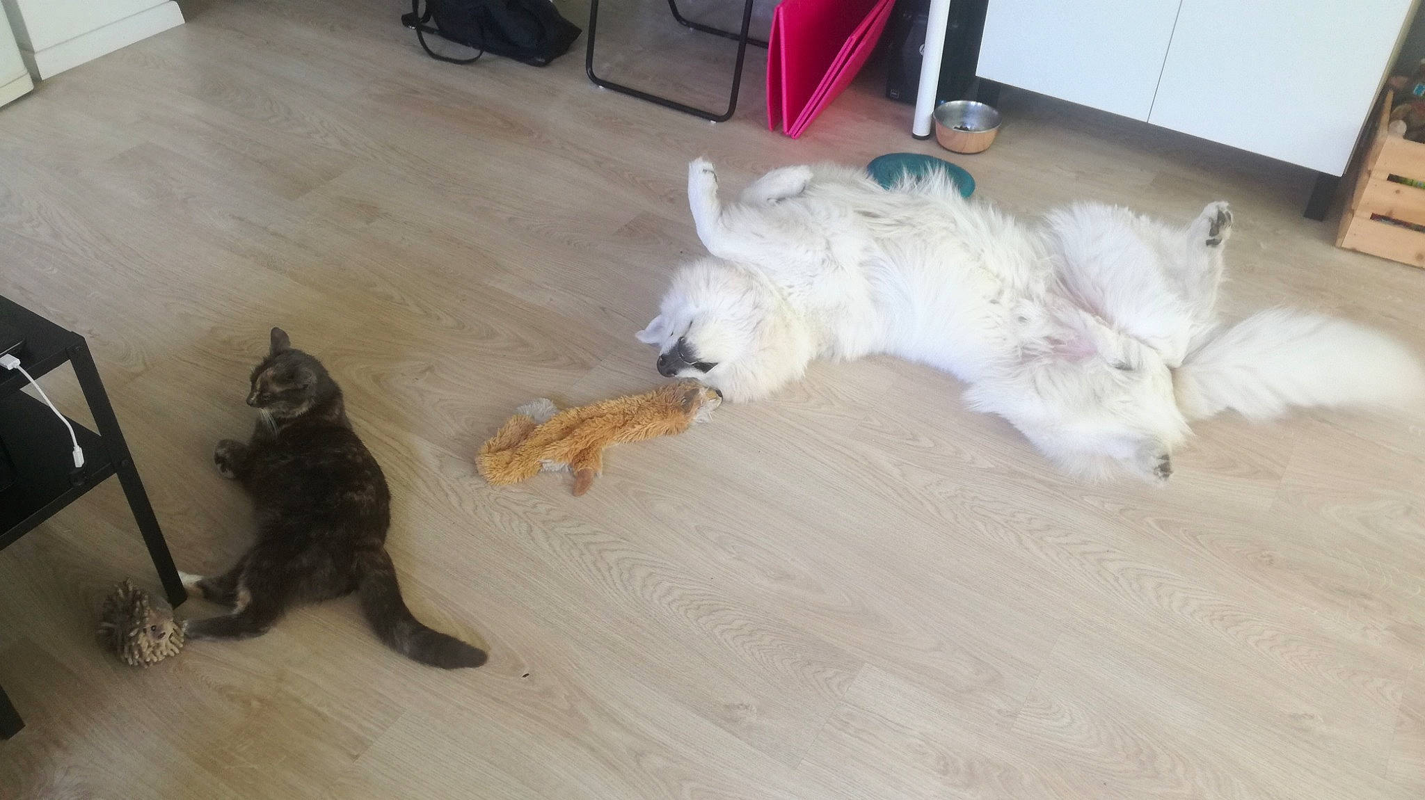 Nordic participe au concours pour gagner de l'argent avec cette photo : cairn_terrier, canidae, carnivore, cat, dog, dog_breed, felidae, floor, flooring, hardwood, maltese, non_sporting_group, puppy, small_to_medium_sized_cats, sporting_group, tail, terrier, toy_dog, west_highland_white_terrier