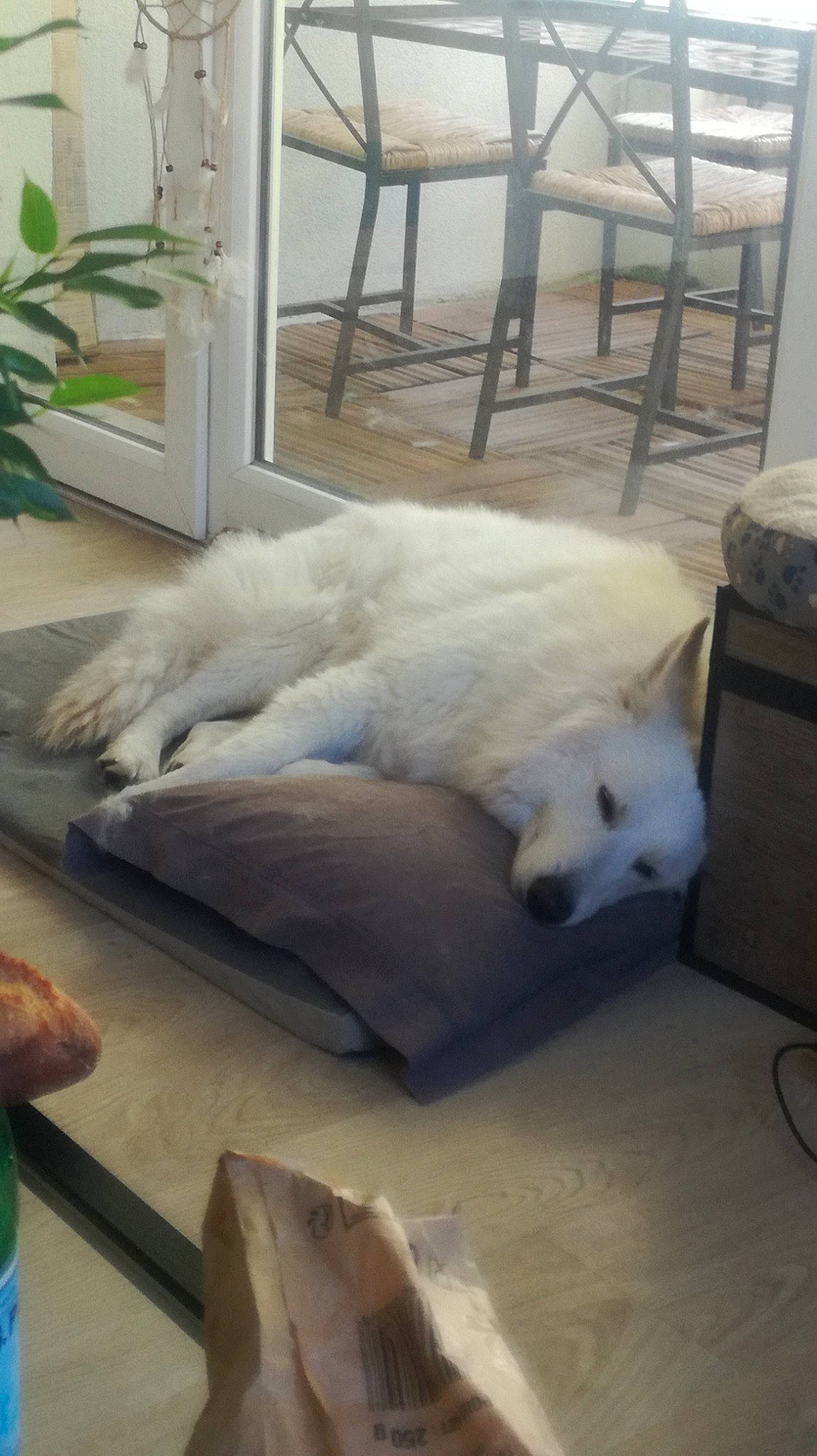 Nordic participe au concours pour gagner de l'argent avec cette photo : berger_blanc_suisse, canidae, carnivore, companion_dog, dog, dog_breed, furniture, japanese_spitz, kishu, maremma_sheepdog, non_sporting_group, samoyed, spitz, white_shepherd