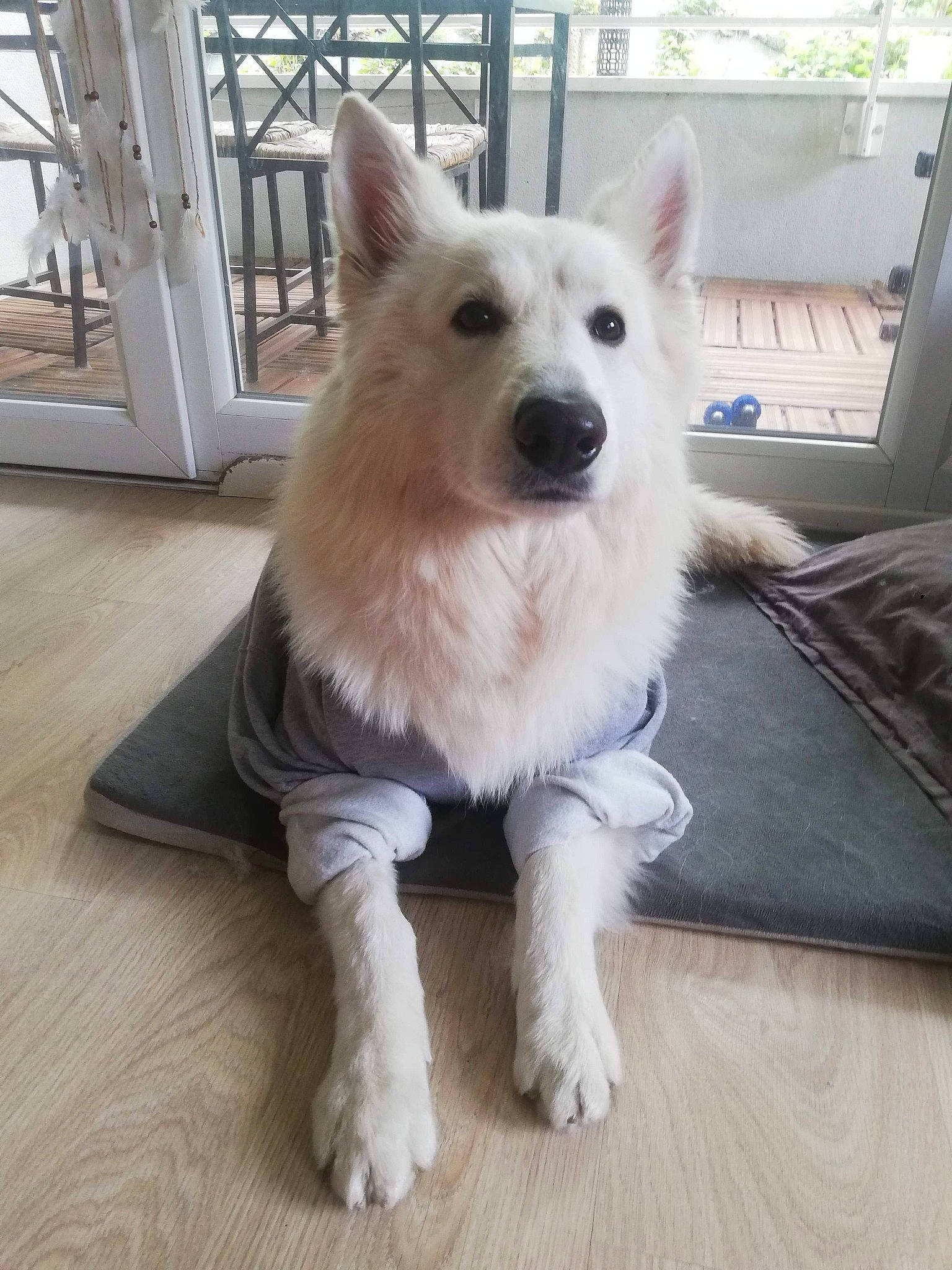 Nordic participe au concours pour gagner de l'argent avec cette photo : ancient_dog_breeds, berger_blanc_suisse, canidae, carnivore, dog, dog_breed, fawn, head, indian_spitz, japanese_spitz, kintamani, mammal, non_sporting_group, puppy, rare_breed_dog, samoyed, vertebrate, white_shepherd