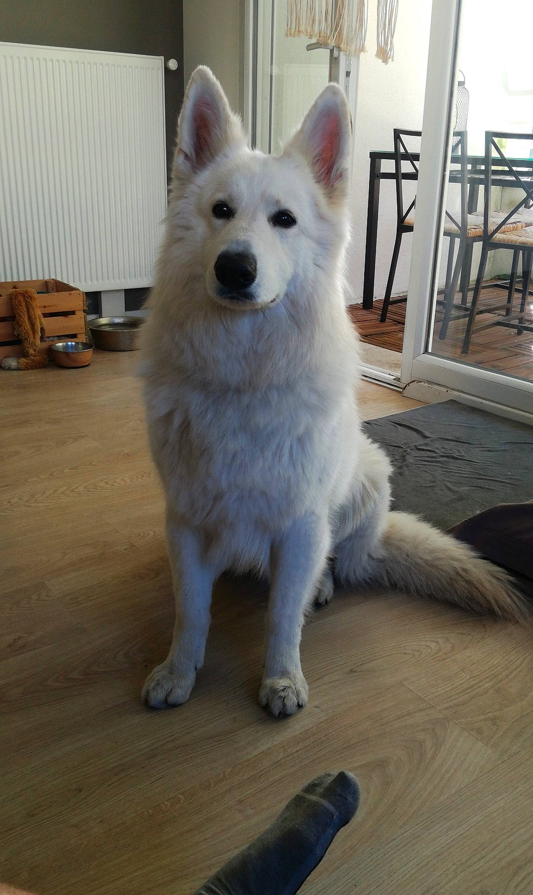 Nordic a rejoint le concours — aidez-le/la à gagner de superbes lots ! ancient_dog_breeds, berger_blanc_suisse, canidae, carnivore, dog, dog_breed, herding_dog, indian_spitz, kintamani, mammal, pungsan_dog, rare_breed_dog, vertebrate, white_shepherd