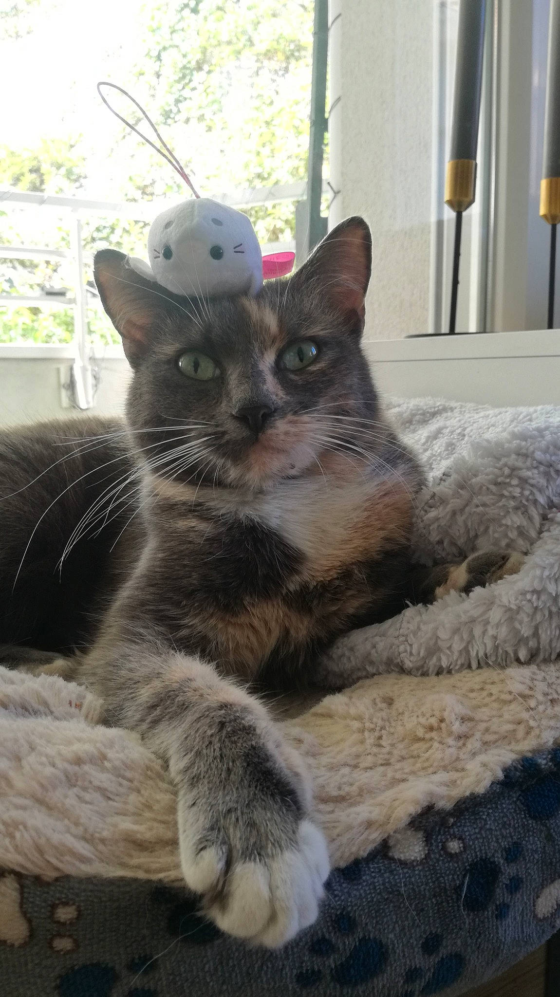 May participe au concours pour gagner de l'argent avec cette photo : aegean_cat, asian, carnivore, cat, domestic_short_haired_cat, european_shorthair, fawn, felidae, german_rex, kitten, mammal, nebelung, russian_blue, small_to_medium_sized_cats, snout, tabby_cat, vertebrate, whiskers