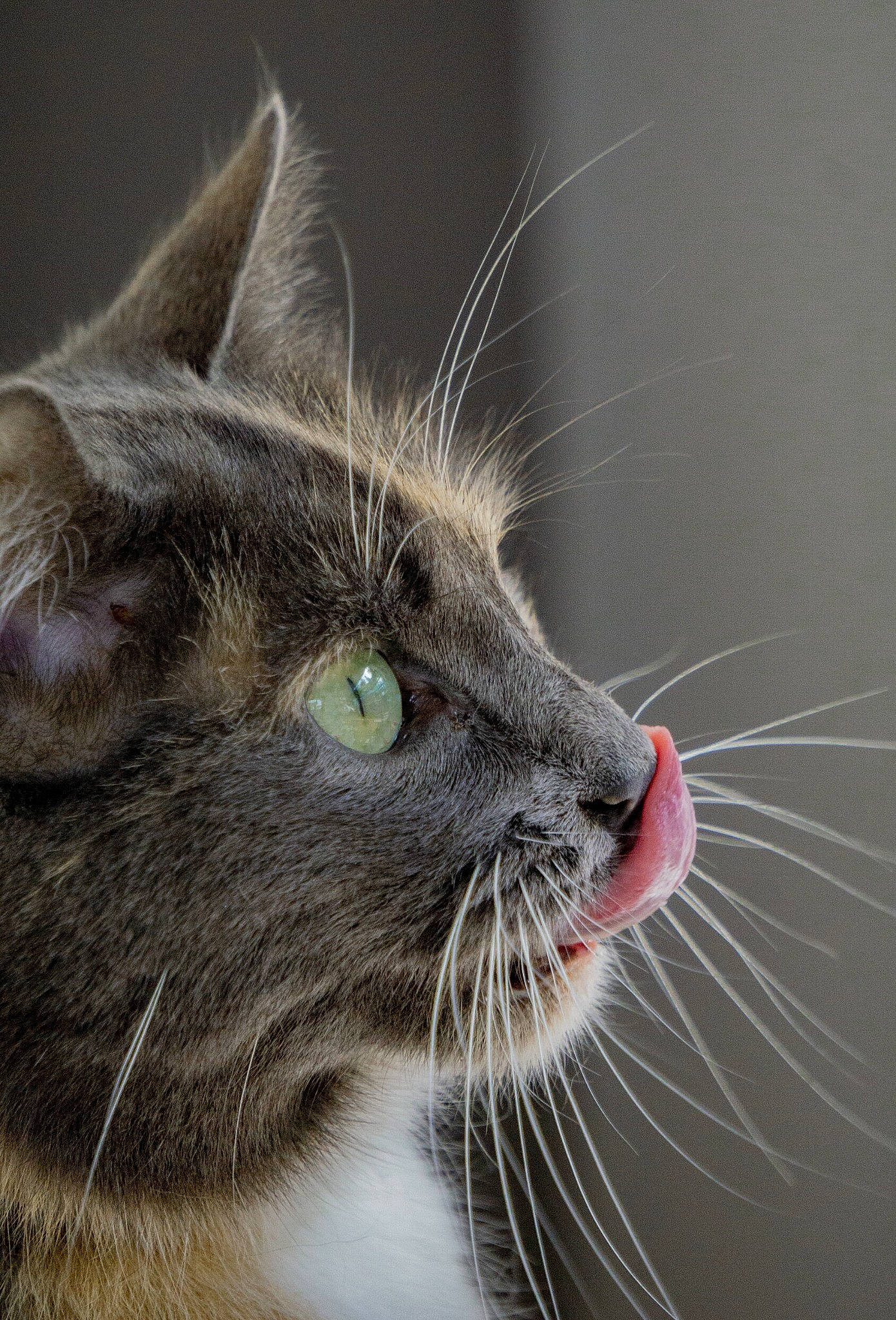 May a rejoint le concours — aidez-le/la à gagner de superbes lots ! carnivore, cat, close_up, domestic_short_haired_cat, ear, european_shorthair, eye, felidae, fur, mammal, nebelung, norwegian_forest_cat, nose, small_to_medium_sized_cats, snout, tabby_cat, whiskers