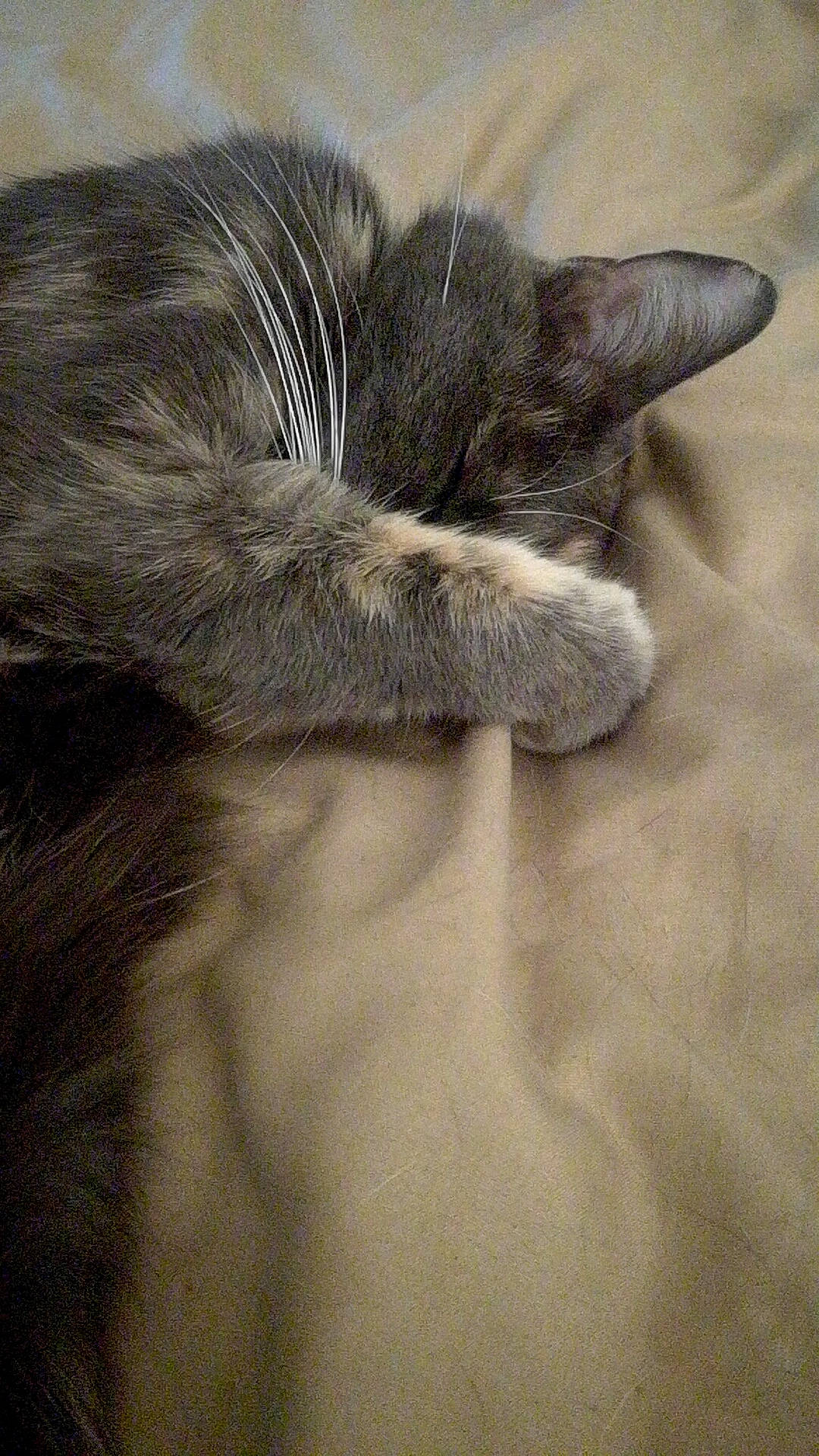 May participe au concours pour gagner de l'argent avec cette photo : carnivore, cat, claw, domestic_long_haired_cat, ear, felidae, fur, kitten, nap, norwegian_forest_cat, paw, polydactyl_cat, sleep, small_to_medium_sized_cats, snout, tail, textile, whiskers