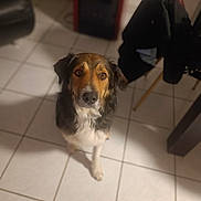 Simba participe au concours pour gagner de l'argent avec cette photo : animal, architecture, beagle, building, canine, clothing, cockerspaniel, dog, footwear, furniture, hound, indoors, interiordesign, pants, person, pet, puppy, shoe, sitting, tile