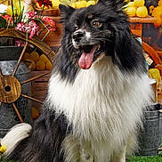 Plume participe au concours pour gagner de l'argent avec cette photo : animal, background, black_and_white, cute, decor, dog, flowers, fluffy, grass, happy, indoor, lemon, nature, pet, portrait, rustic, sitting, tongue_out, vintage, wooden_wheel