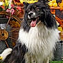animal, background, black_and_white, cute, decor, dog, flowers, fluffy, grass, happy, indoor, lemon, nature, pet, portrait, rustic, sitting, tongue_out, vintage, wooden_wheel