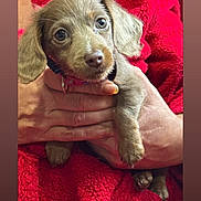 Nova is registered to the contest to win money with this photo: adorable, animal, brown_fur, cozy, cute, dog, domestic_animal, ears, fur, hands, indoor, looking, mammal, pet, portrait, puppy, red_blanket, small, snout, young