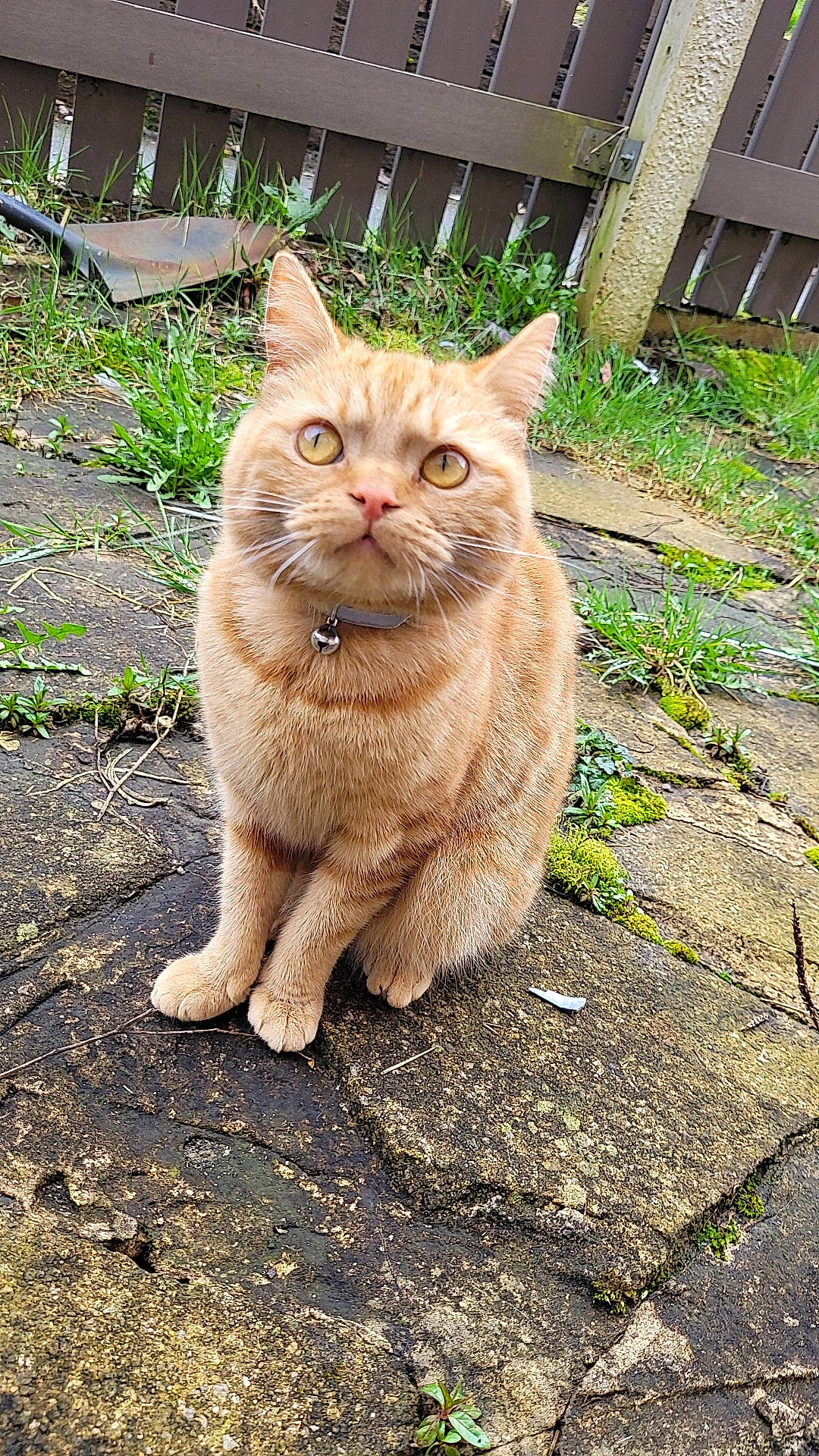 Ninja is registered to the contest to win money with this photo: asphalt, carnivore, cat, cobblestone, domestic_short_haired_cat, fawn, felidae, fur, grass, plant, road_surface, sitting, small_to_medium_sized_cats, snout, soil, tail, terrestrial_animal, tree, whiskers, wood